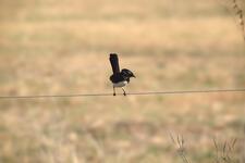 A Willie Wagtail perched on a thin wire.