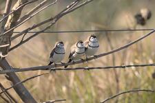 Three Double-barred Finches huddled together on a branch.