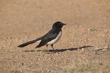 A Willie Wagtail on the ground.
