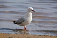 A Silver Gull wading through water at the shore of a lake.