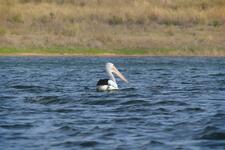 An Australian Pelican floating on water.