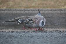 Two Crested Pigeons on a road.