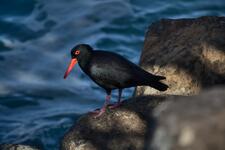 A Sooty Oystercatcher standing on a rock by the ocean.