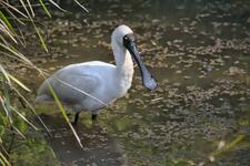 A Royal Spoonbill wading through shallow water.