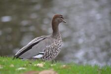 An Australian Wood Duck standing at the edge of a lake.