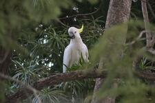 A Sulphur-crested Cockatoo in a tree.