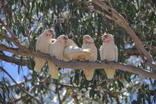 Five Long-billed Corellas perched together on a branch.